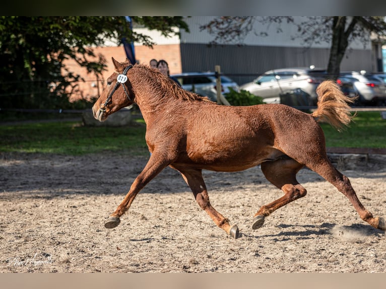 Caballo ""Curly"" Semental 3 años 155 cm Alazán rojizo in Stenløse