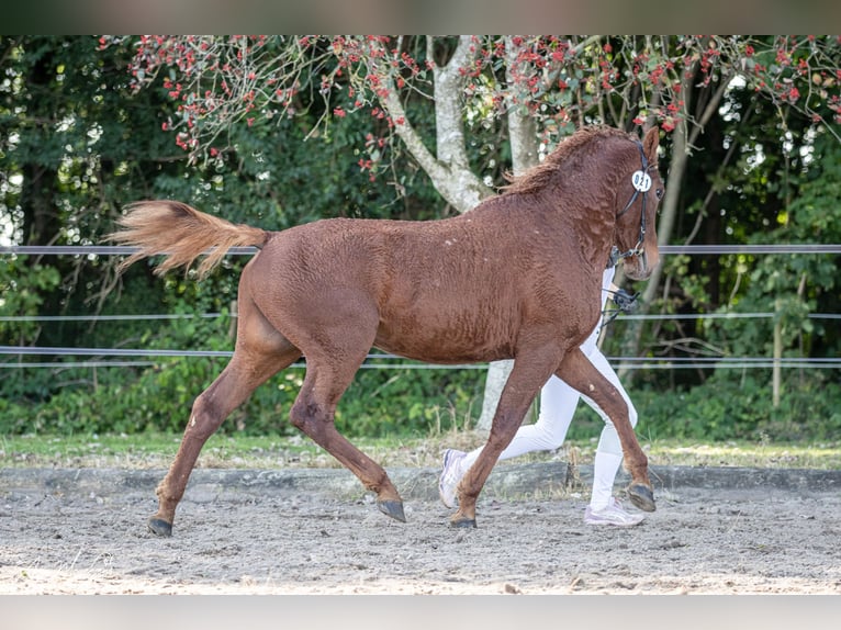 Caballo ""Curly"" Semental 3 años 155 cm Alazán rojizo in Stenløse