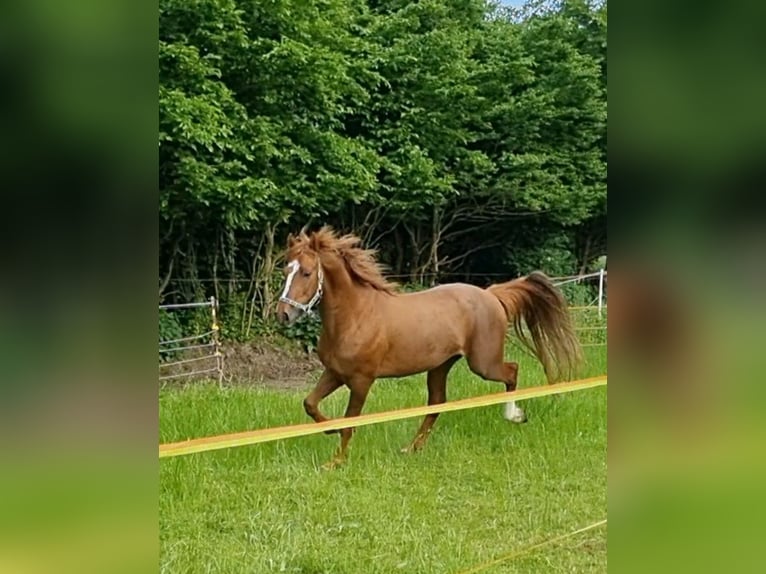 Caballo ""Curly"" Semental 6 años 150 cm Alazán in Schönwalde am Bungsberg