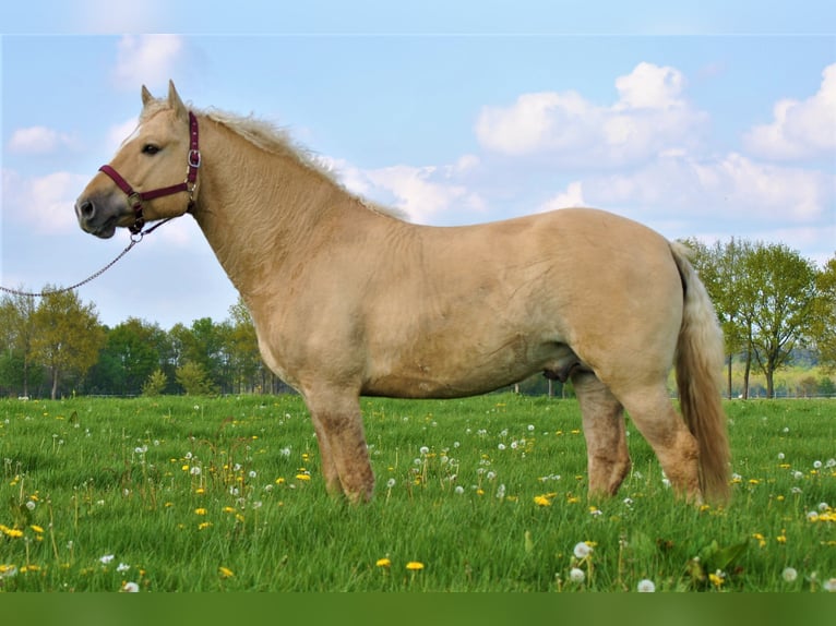 Caballo ""Curly"" Semental 7 años 150 cm Dunalino (Cervuno x Palomino) in Arnbruck