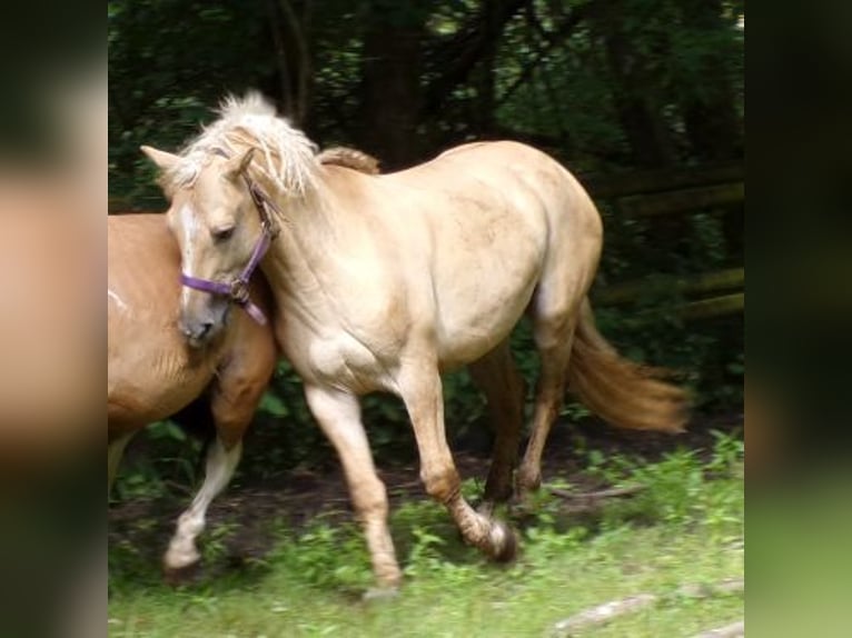 Caballo ""Curly"" Semental 7 años 150 cm Dunalino (Cervuno x Palomino) in Arnbruck