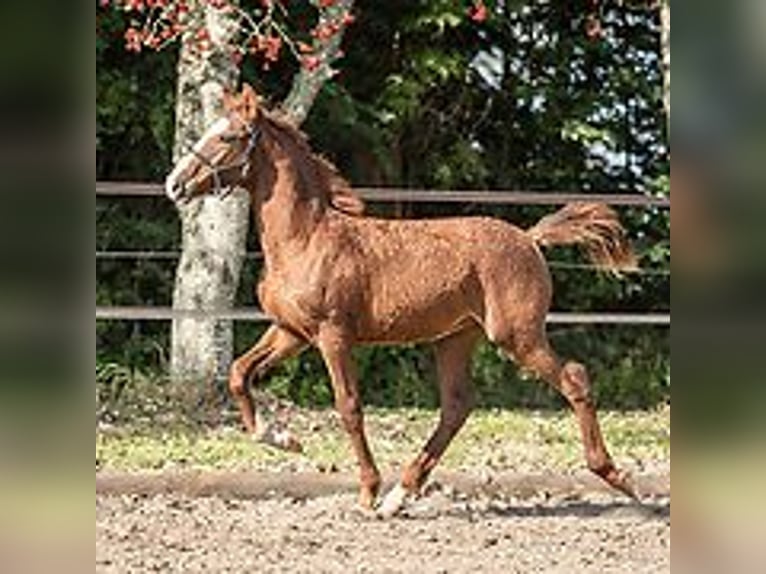 Caballo ""Curly"" Semental Potro (06/2024) 150 cm Ruano azulado in Skærbæk