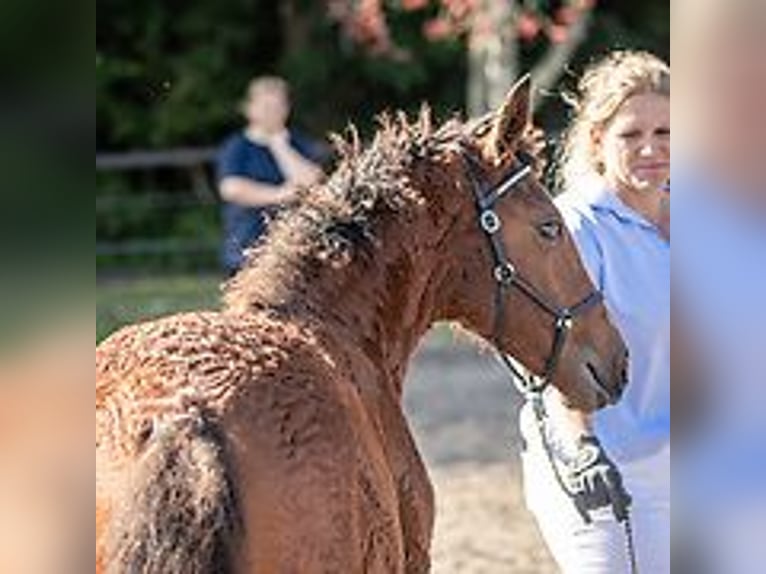 Caballo ""Curly"" Semental Potro (06/2024) 150 cm Ruano azulado in Skærbæk