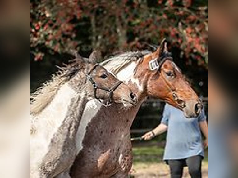 Caballo ""Curly"" Semental Potro (06/2024) 150 cm Ruano azulado in Skærbæk