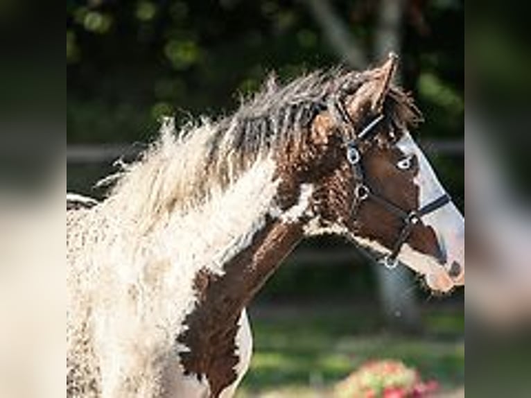 Caballo ""Curly"" Semental Potro (06/2024) 150 cm Ruano azulado in Skærbæk