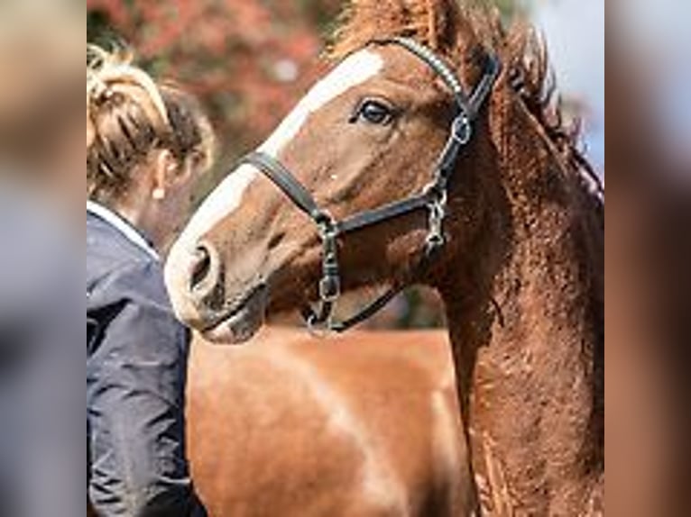 Caballo ""Curly"" Semental Potro (06/2024) 150 cm Ruano azulado in Skærbæk