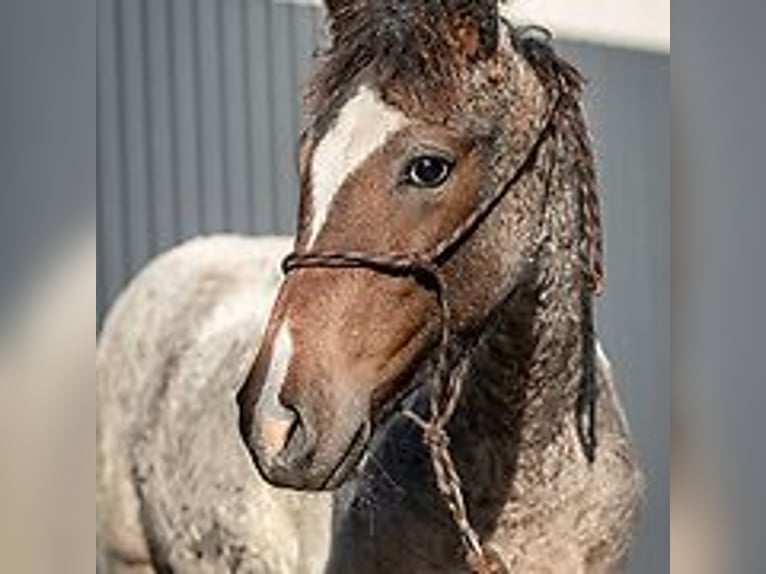 Caballo ""Curly"" Semental Potro (06/2024) 150 cm Ruano azulado in Skærbæk