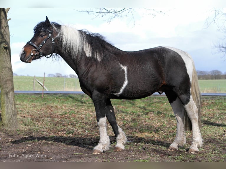 Caballo ""Curly"" Semental Tobiano-todas las-capas in Bennin