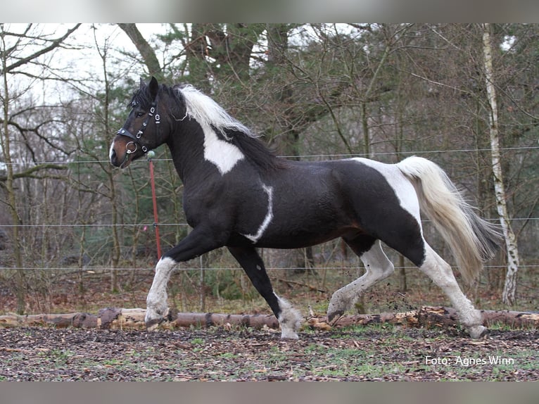 Caballo ""Curly"" Semental Tobiano-todas las-capas in Bennin