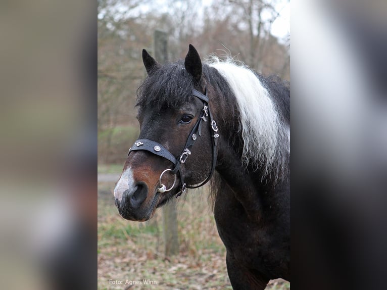 Caballo ""Curly"" Semental Tobiano-todas las-capas in Bennin