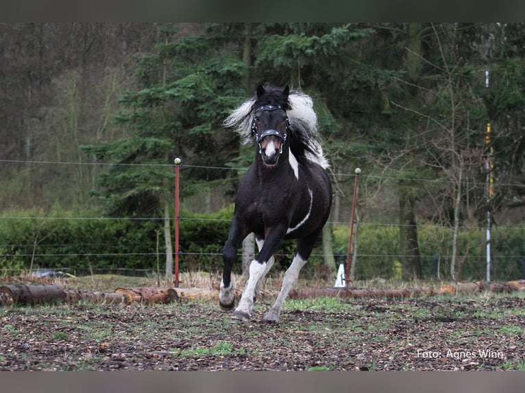 Caballo ""Curly"" Semental Tobiano-todas las-capas in Bennin