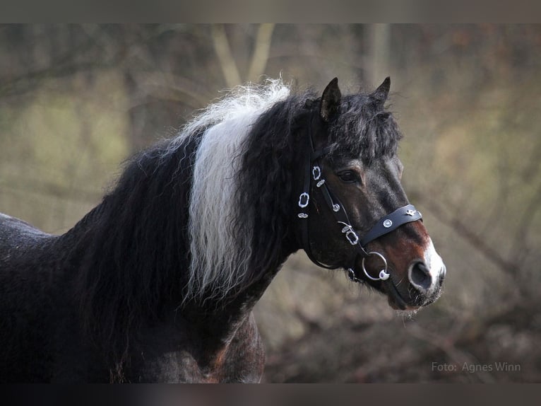 Caballo ""Curly"" Semental Tobiano-todas las-capas in Bennin