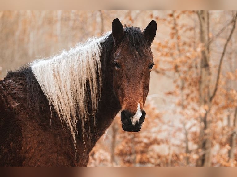 Caballo ""Curly"" Yegua 11 años 158 cm Tobiano-todas las-capas in Friedrichsruh