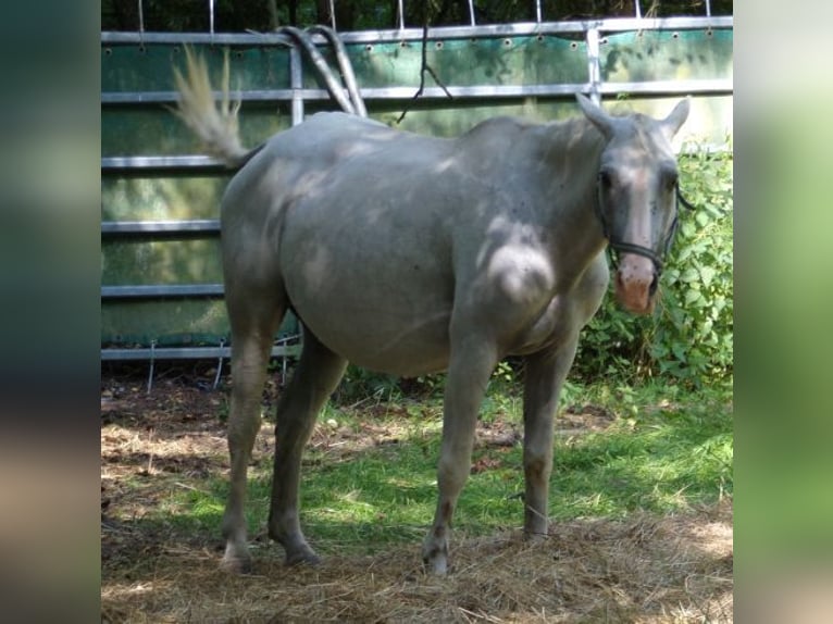 Caballo ""Curly"" Yegua 15 años 148 cm Tordo in Arnbruck