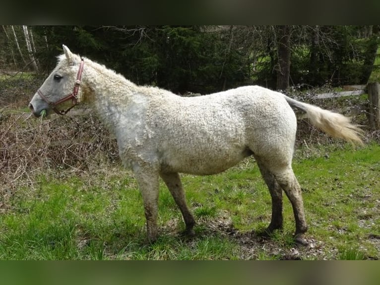 Caballo ""Curly"" Yegua 15 años 148 cm Tordo in Arnbruck