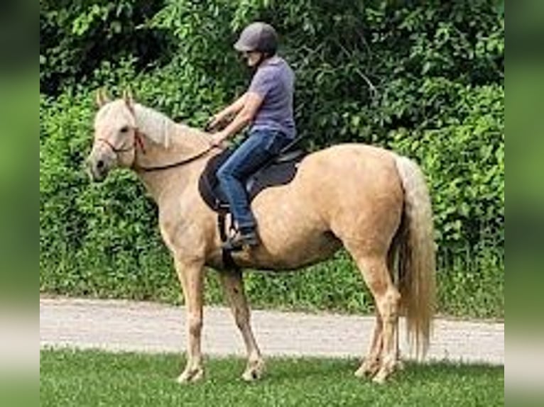 Caballo ""Curly"" Yegua 15 años 152 cm Palomino in Frankford, ON