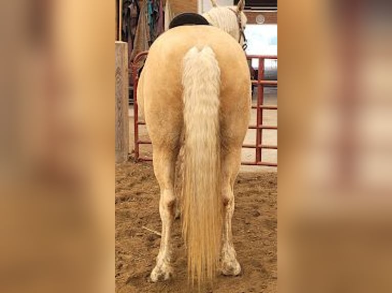 Caballo ""Curly"" Yegua 15 años 152 cm Palomino in Frankford, ON