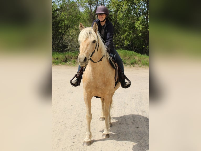 Caballo ""Curly"" Yegua 15 años 152 cm Palomino in Frankford, ON