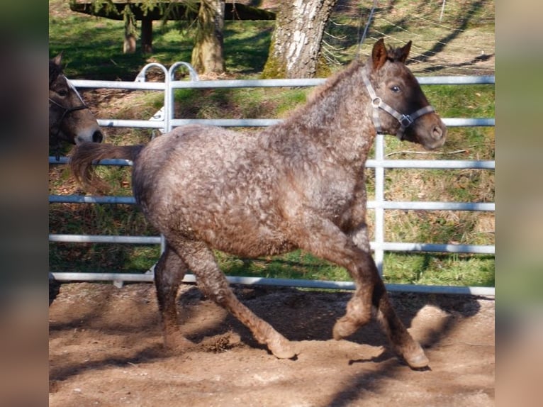 Caballo ""Curly"" Yegua 1 año 130 cm Ruano alazán in BOURG BUCHE