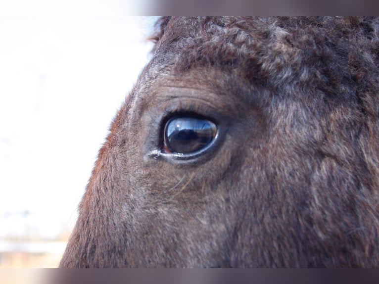 Caballo ""Curly"" Yegua 1 año 130 cm Ruano alazán in BOURG BUCHE