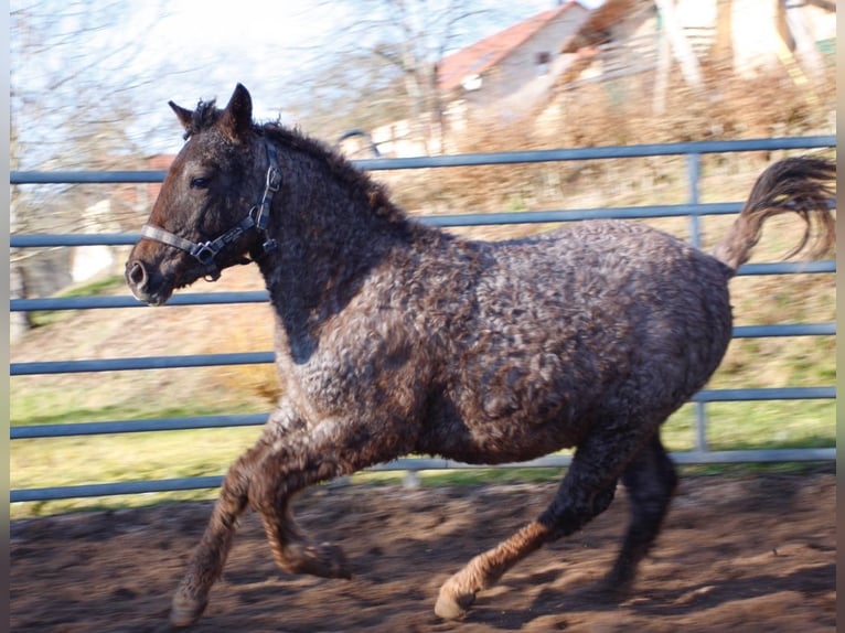 Caballo ""Curly"" Yegua 1 año 130 cm Ruano alazán in BOURG BUCHE