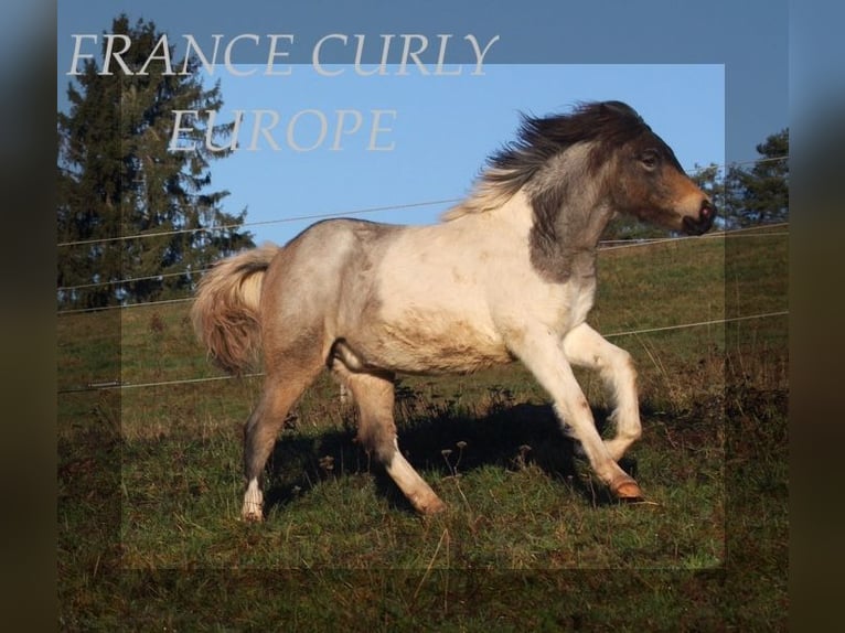 Caballo ""Curly"" Yegua 2 años 130 cm Ruano azulado in france