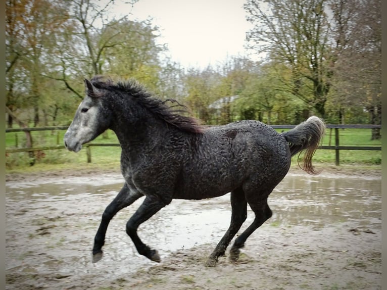 Caballo ""Curly"" Yegua 2 años 150 cm Tordillo negro in Bennekom