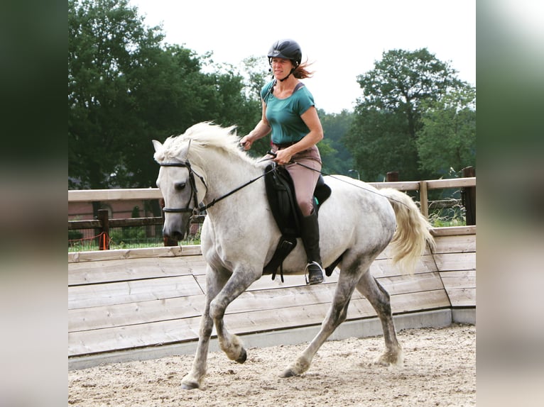 Caballo ""Curly"" Yegua 2 años 150 cm Tordillo negro in Bennekom