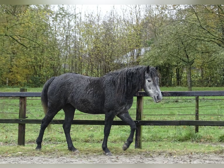 Caballo ""Curly"" Yegua 2 años 150 cm Tordillo negro in Bennekom