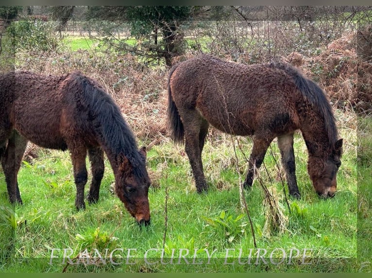 Caballo ""Curly"" Yegua 2 años 160 cm in Oughterard, Co. Galway.