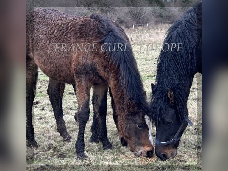 Caballo ""Curly"" Yegua 2 años 160 cm in Oughterard, Co. Galway.