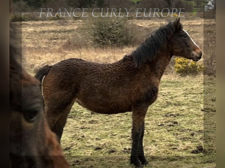 Caballo ""Curly"" Yegua 2 años 160 cm in Oughterard, Co. Galway.