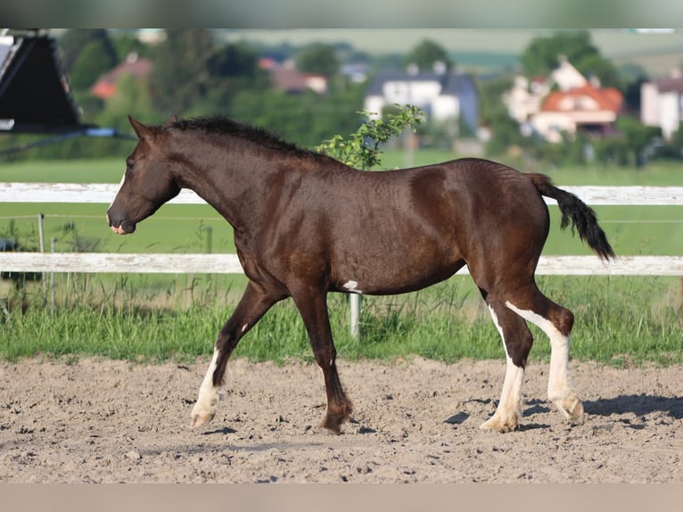 Caballo ""Curly"" Yegua 3 años 160 cm Morcillo in Pribram