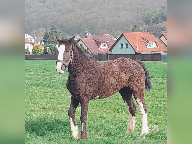 Caballo ""Curly"" Yegua 3 años 160 cm Morcillo in Pribram