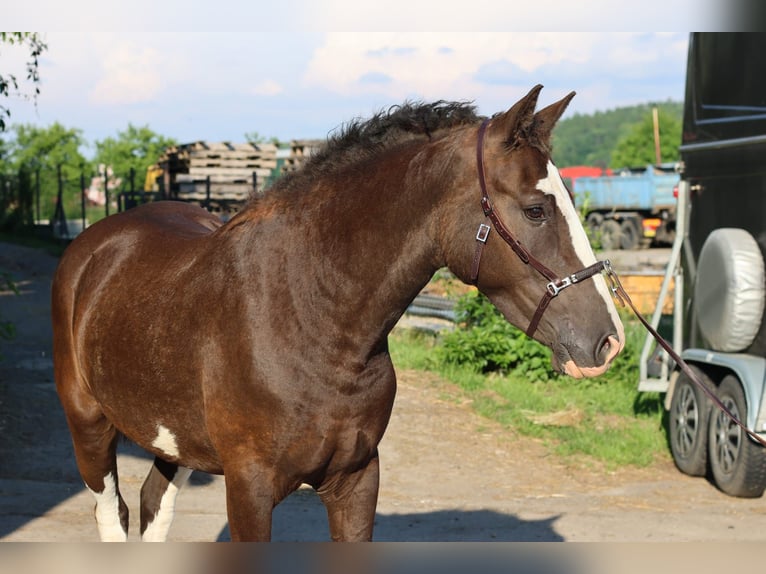 Caballo ""Curly"" Yegua 3 años 160 cm Morcillo in Pribram