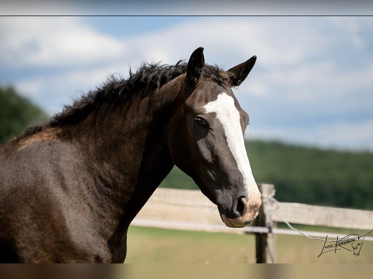 Caballo ""Curly"" Yegua 3 años 160 cm Morcillo in Pribram