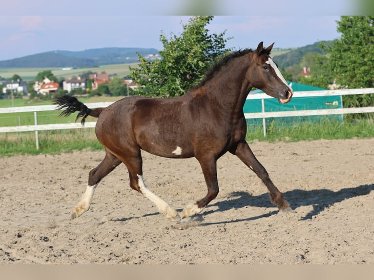 Caballo ""Curly"" Yegua 3 años 160 cm Morcillo in Pribram