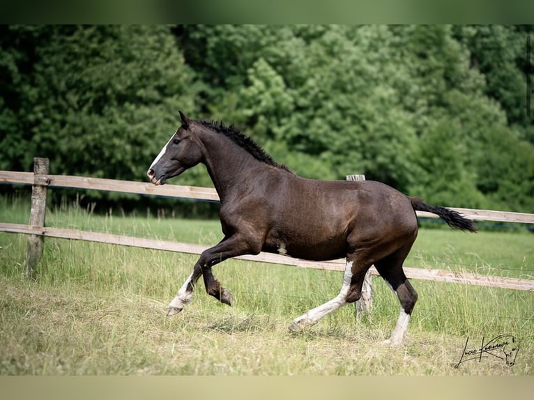 Caballo ""Curly"" Yegua 3 años 160 cm Morcillo in Pribram