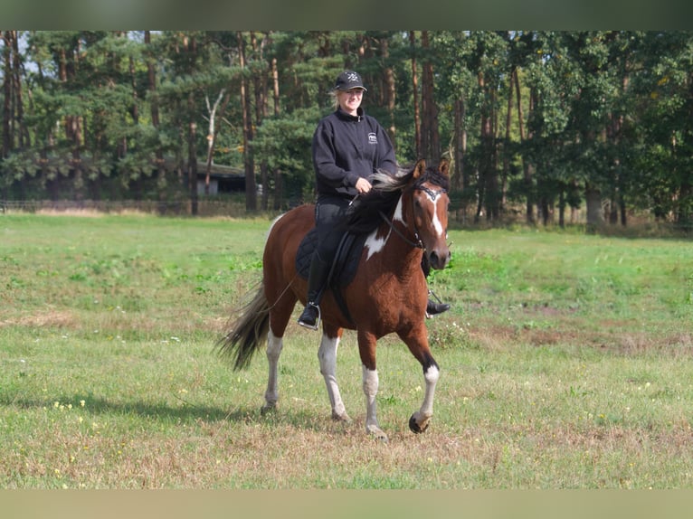 Caballo ""Curly"" Yegua 6 años 149 cm Pío in Ribbesbüttel