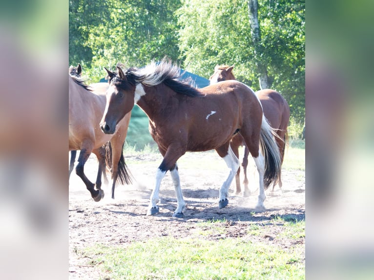 Caballo ""Curly"" Yegua 6 años 149 cm Pío in Ribbesbüttel