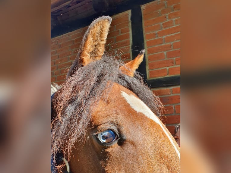 Caballo ""Curly"" Yegua 6 años 149 cm Pío in Ribbesbüttel