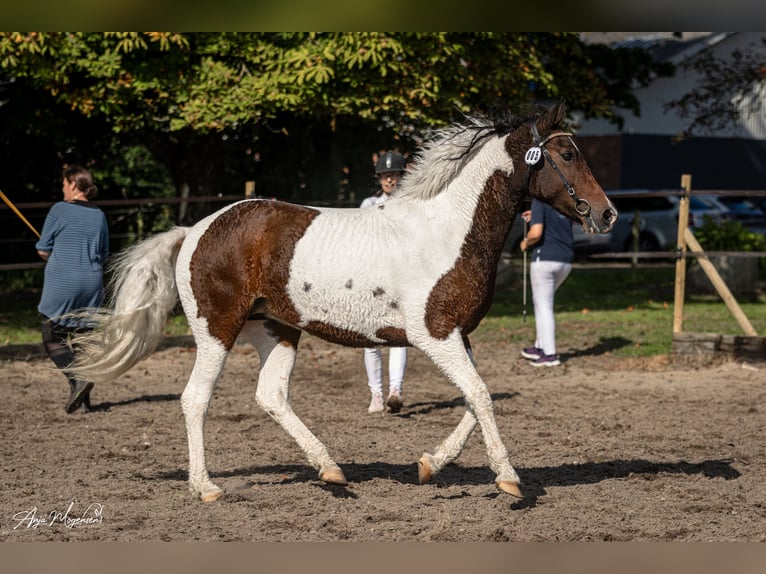 Caballo ""Curly"" Yegua 7 años 146 cm Tobiano-todas las-capas in Stenløse