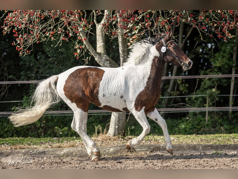 Caballo ""Curly"" Yegua 7 años 146 cm Tobiano-todas las-capas in Stenløse