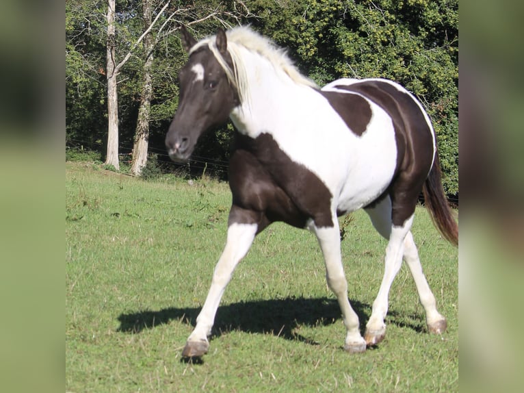 Caballo ""Curly"" Yegua 7 años 155 cm Negro in Yseure