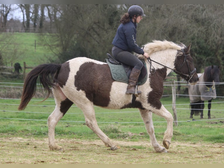 Caballo ""Curly"" Yegua 7 años 155 cm Negro in Yseure