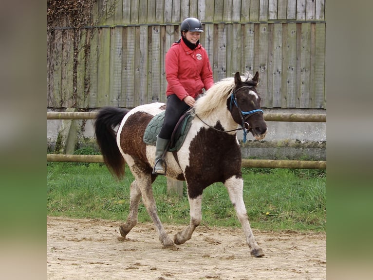 Caballo ""Curly"" Yegua 7 años 155 cm Negro in Yseure