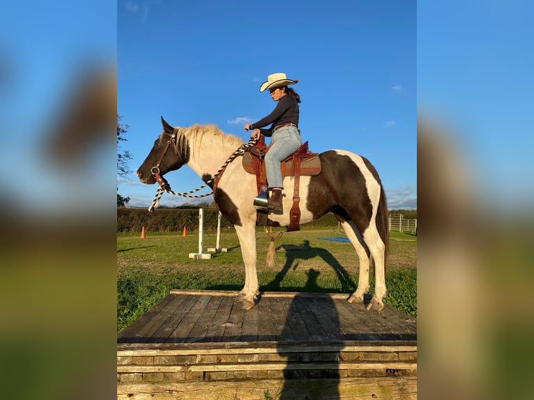 Caballo ""Curly"" Yegua 7 años 155 cm Negro in Yseure