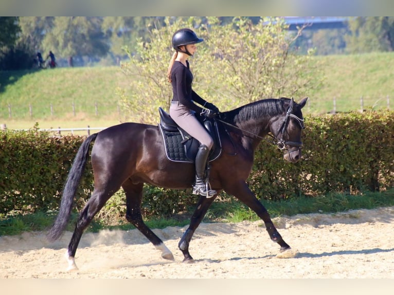 Caballo alemán Caballo castrado 10 años 158 cm Castaño oscuro in Düsseldorf