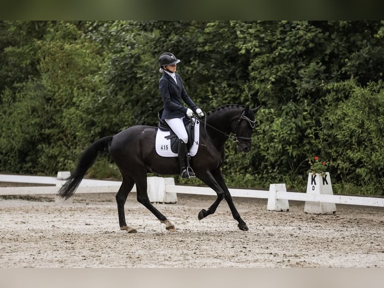 Caballo alemán Caballo castrado 10 años 158 cm Castaño oscuro in Düsseldorf
