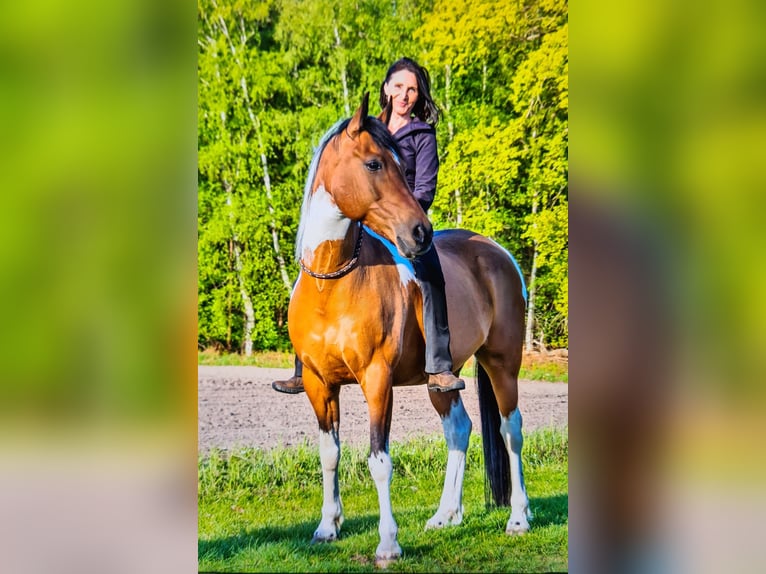 Caballo alemán Caballo castrado 10 años 160 cm in Oyten